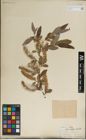 Foto von Salix laevigata Bebb